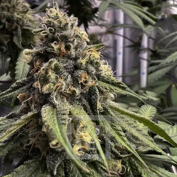 Blimburn Seeds Semi di Cannabis Cafe Racer Femminizzati