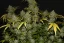 Fast Buds Biji Ganja Gelato Otomatis