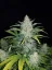 Fast Buds Насіння канабісу Rhino Ryder Auto