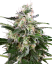 Sensi Seeds Seminte de canabis White Skunk Automatic feminizate de White Label, 3-10 buc.