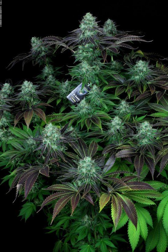 T.H.Seeds™ Semințe de canabis Darkstar™, pachet 5+1, obișnuite