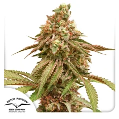 Dutch Passion Seminte de canabis Tropical Tangie feminizate
