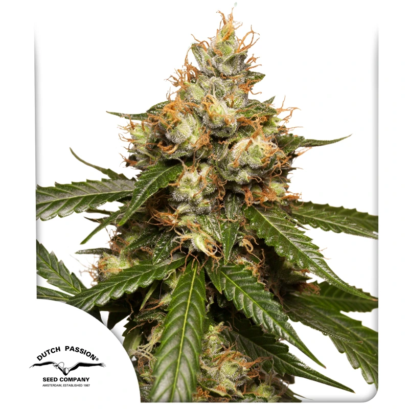 Dutch Passion Seminte de canabis Auto THC-Victory® Autoflowering