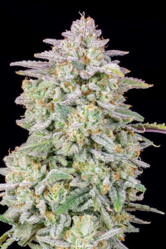 Fast Buds Semi di Cannabis Forbidden Runtz Auto