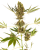 Sensi Seeds Hanfsamen Alpine Delight CBD® Automatic Feminisiert, 3-10 Stk