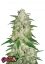 Fast Buds Biji Ganja Gelato Otomatis