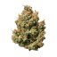 Royal Queen Seeds Seminte de canabis Sweet ZZ Auto