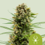 Royal Queen Seeds Sementes de Cannabis White Widow Automática