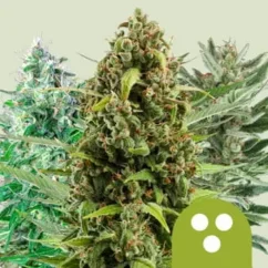 Royal Queen Seeds Cannabis Seeds Autoflowering Mix