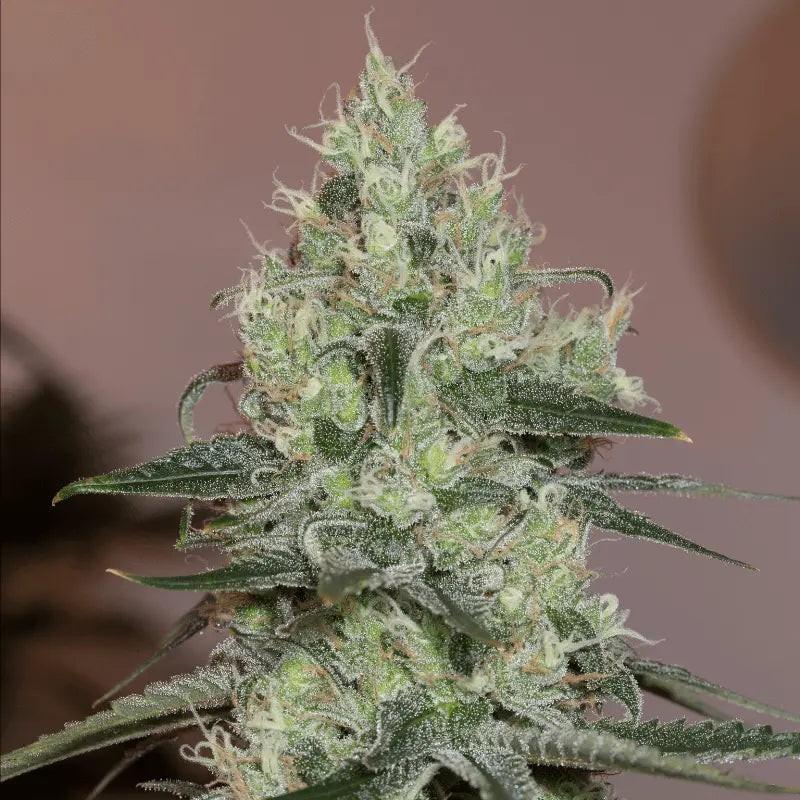 Silent Seeds Seminte clasice de canabis Original Amnesia feminizate