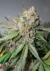 Dutch Passion Seminte de canabis Auto Gluebery OG® Autoflowering