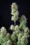 Fast Buds Sjemenke konoplje Košer kolač Auto