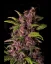 Fast Buds Cannabis Seeds Crystal Meth Auto