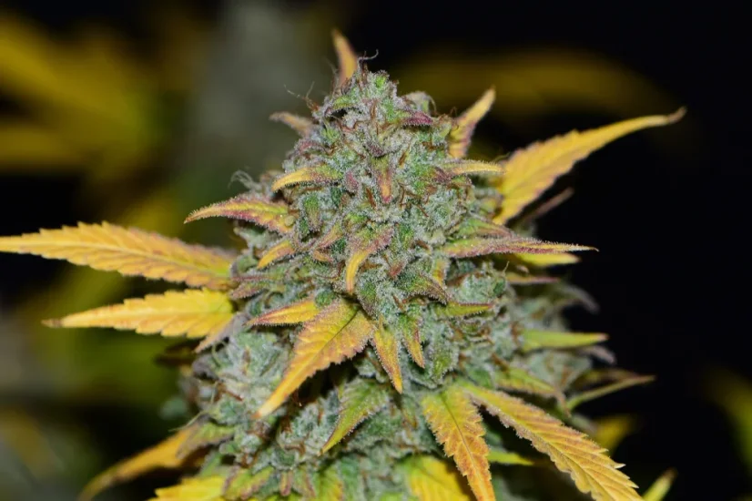 Fast Buds Biji Ganja Gelato Otomatis