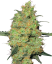 Sensi Seeds Cannabis Seeds Master Kush Feminiseret af White Label, 3-10 stk.