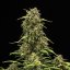 Royal Queen Seeds Seminte de canabis Sweet Skunk Auto