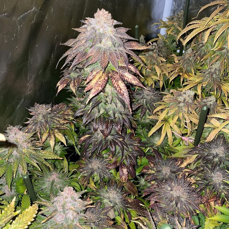 Silent Seeds Seminte de Canabis B-45 By Booba Feminizate