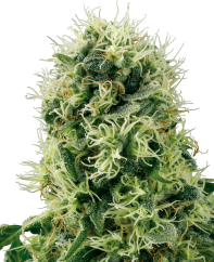 Sensi Seeds Cannabis Seeds Pure Power Plant Feminized by White Label, 3-10 kpl