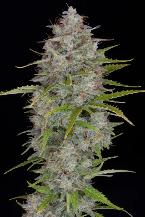 Fast Buds Sjemenke konoplje Orange Sherbet Auto