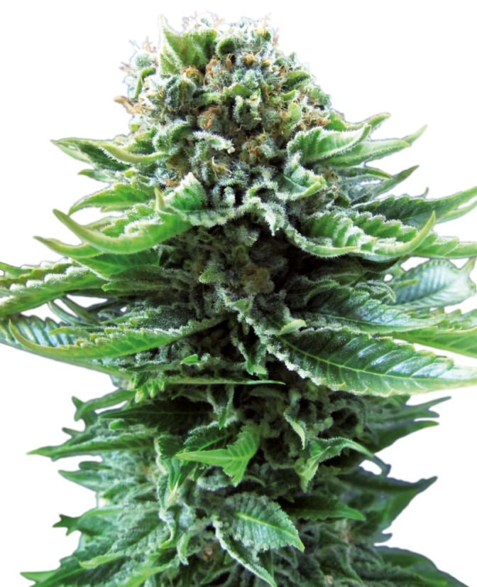 Sensi Seeds Semințe de canabis Northern Lights Automatic® feminizate, 3-10 buc.