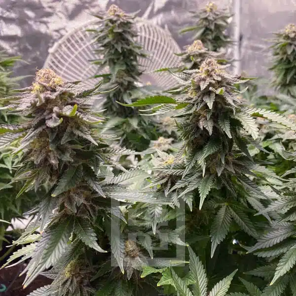 Blimburn Seeds Hanfsamen Girl Scout Cookies Feminisiert