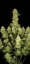 Fast Buds Sjemenke konoplje Guava Auto