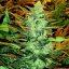 Doctor´s Choice Semințe Lowryder regulate (IBL) Auto Regular