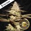T.H.Seeds™ Semințe de canabis CaliFunk, pachet special limitat 710, feminizate