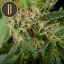Blimburn Seeds Sjemenke konoplje Mamba Negra Feminized