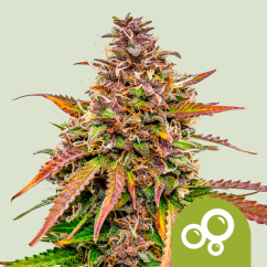 Royal Queen Seeds Semințe de canabis Bubble Kush Auto