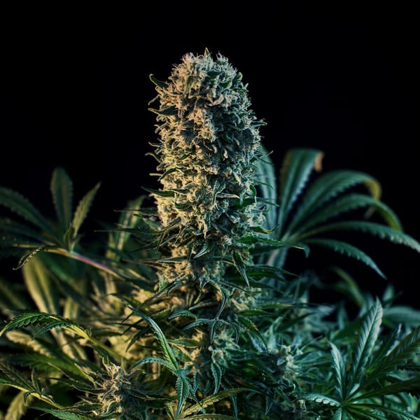 Royal Queen Seeds Cannabis Seeds Royal Medic Feminized (korkea CBD)