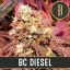 Blimburn Seeds Sementes de Cannabis BC Diesel Feminizadas