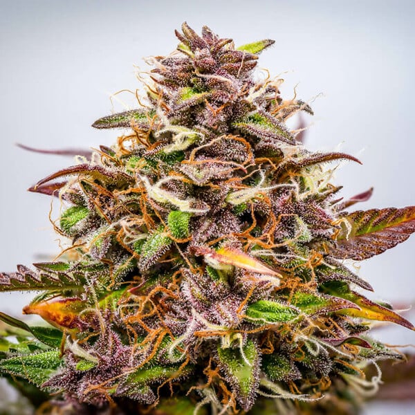 Royal Queen Seeds Semințe de canabis Bubble Kush Auto