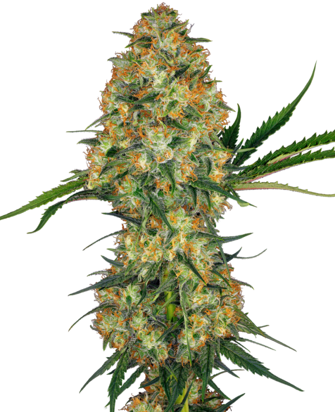 Sensi Seeds Semințe de canabis Hindu Kush® feminizate, 3-10 buc.