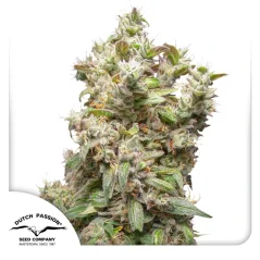 Dutch Passion Seminte de canabis THC-Victory feminizate