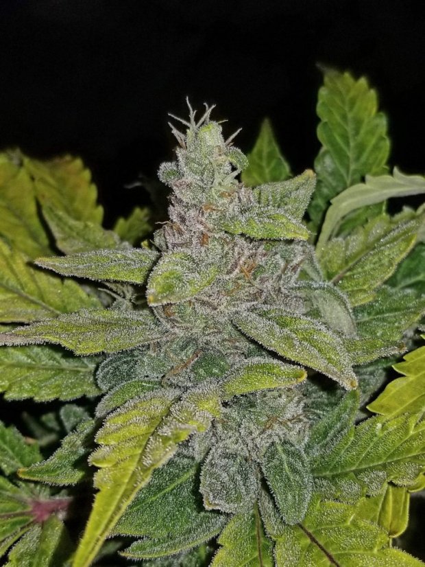 Fast Buds Cannabis Seeds CBD Crack Auto