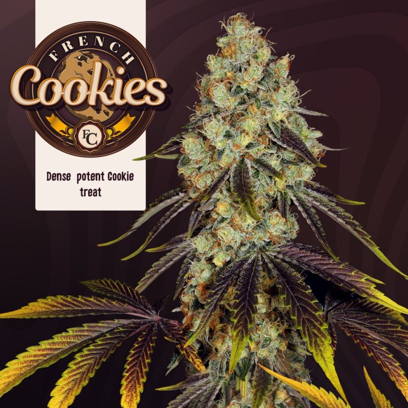 T.H.Seeds™ Semi di Cannabis French Cookies, 6+1 Confezione Speciale, femminizzati