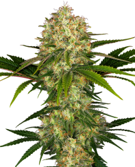 Sensi Seeds Cannabis Seeds Afghani #1® Feminized, 3-10 kom