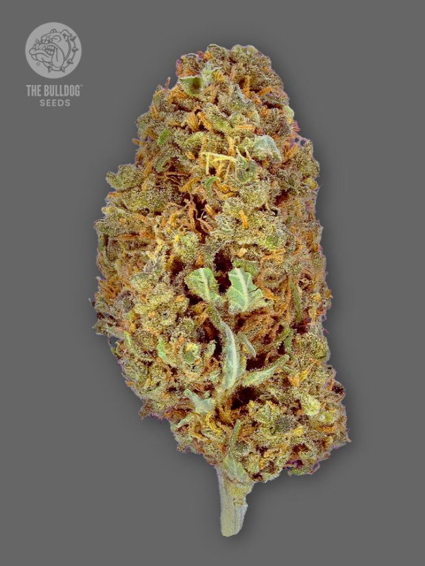 The Bulldog Seeds TB Amnesia Feminized, 3 ir 5 vnt