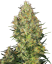 Sensi Seeds Cannabis Shiva Skunk® Regular, 10 buc