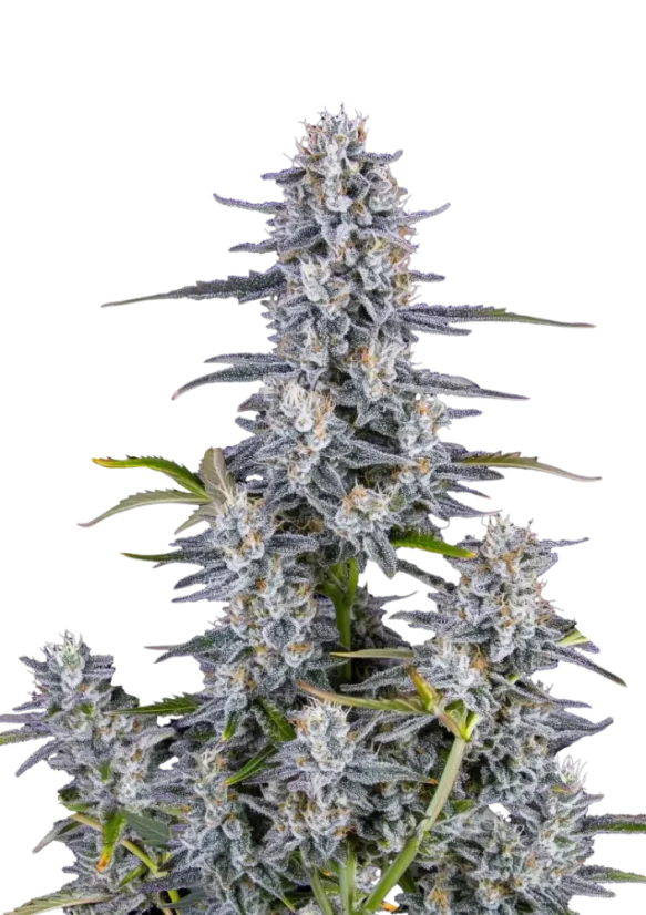 Fast Buds Graines de cannabis Super Boof Autofloraison
