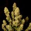 Doctor´s Choice Семена DC Kush Photo Feminized