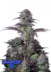 Fast Buds Kanepiseemned Blueberry Auto