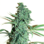Doctor´s Choice Семена Niagara Auto Feminized