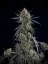 Fast Buds Насіння канабісу Pound Cake Auto