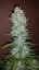 Fast Buds Sjemenke konoplje G14 Auto