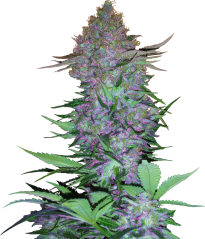 Sensi Seeds Seminte de canabis Purple Skunk Automatic Feminizate, 3-10 buc
