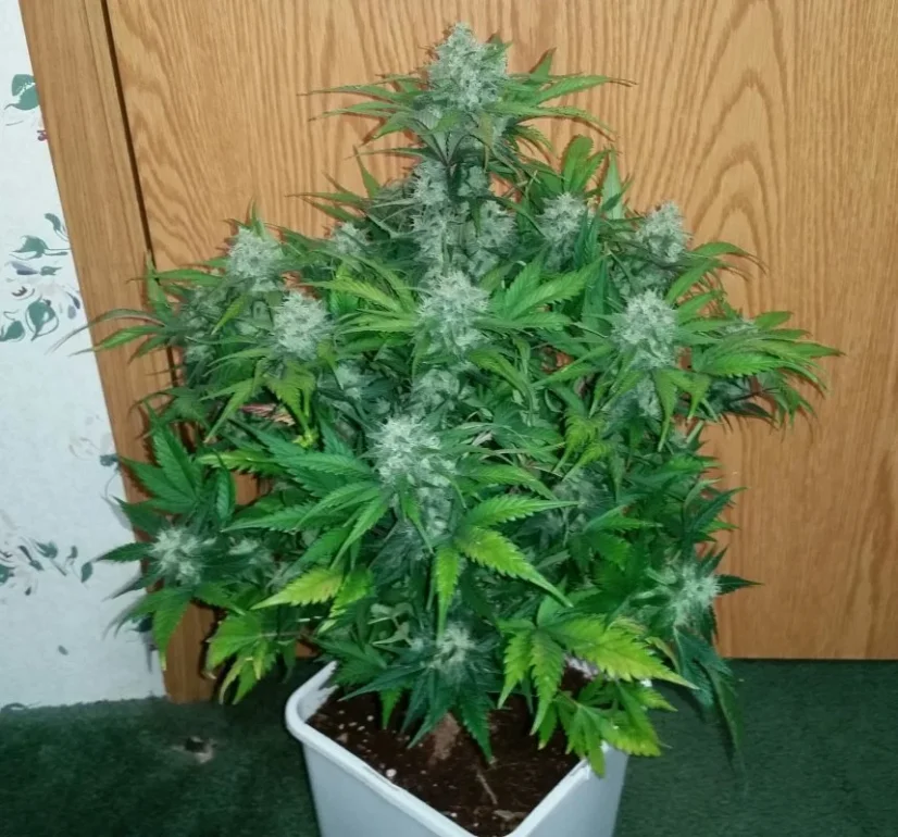 Fast Buds Hạt giống cần sa Green Crack Auto