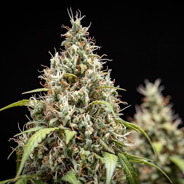 Royal Queen Seeds Seminte de canabis Biscuiti Gelato Auto