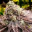 Blimburn Seeds Семена от канабис Motor Breath Feminized